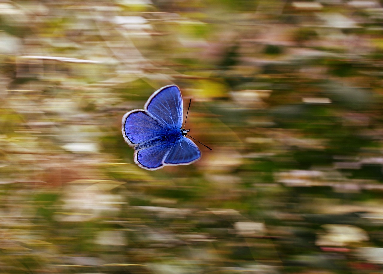 la bella mariposa voladora