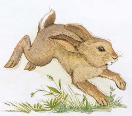 Aesop rabbit