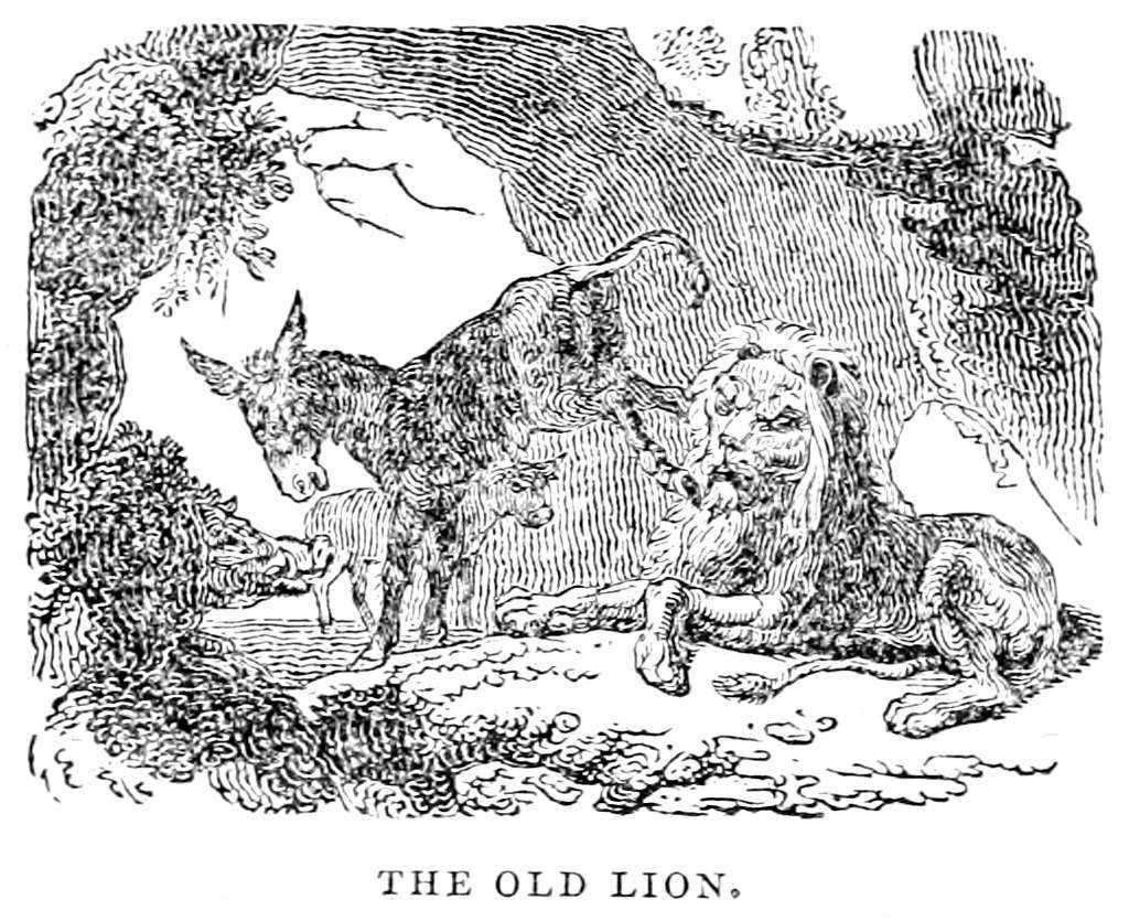 old lion